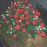 sb_jr_014